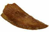 Bargain, Partial Raptor Tooth - Real Dinosaur Tooth #228770-1